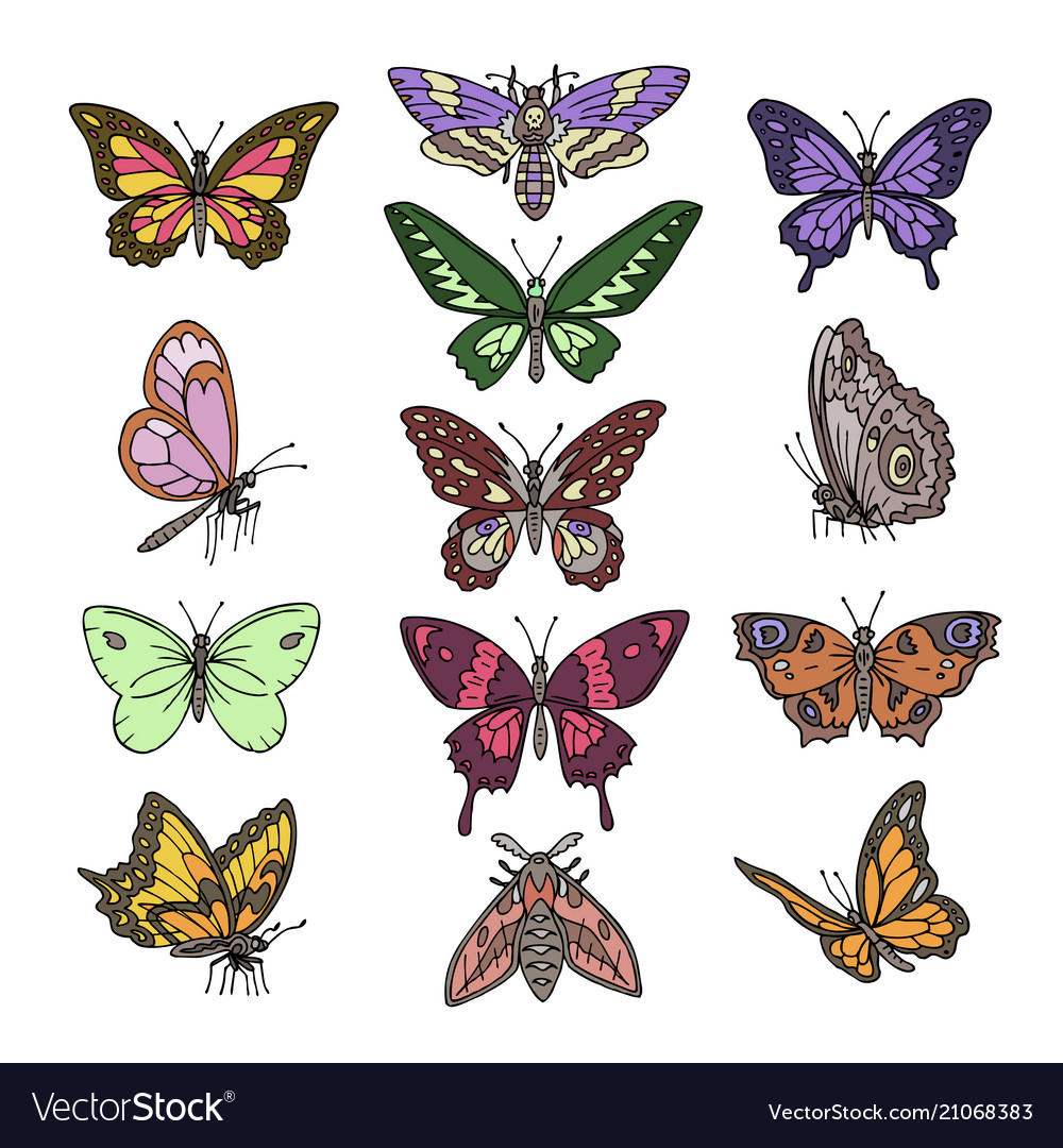 Butterfly colorful insect flying vector image Butterfly colorful insect flying