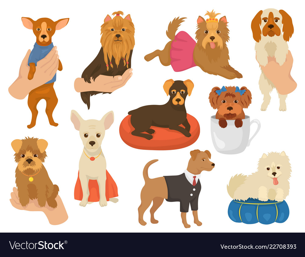 Süßer kleiner Hund - Yorkshire Terrier