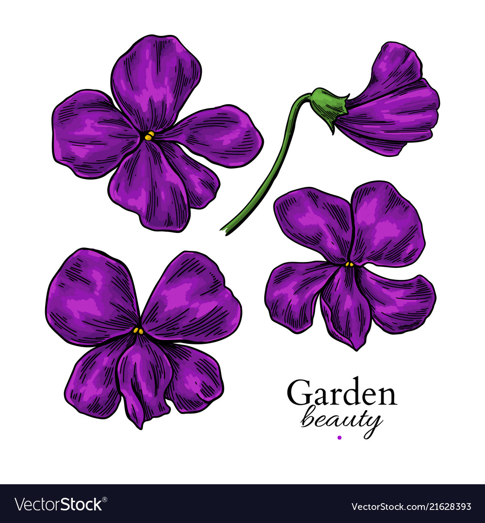 Viola Flower Drawing