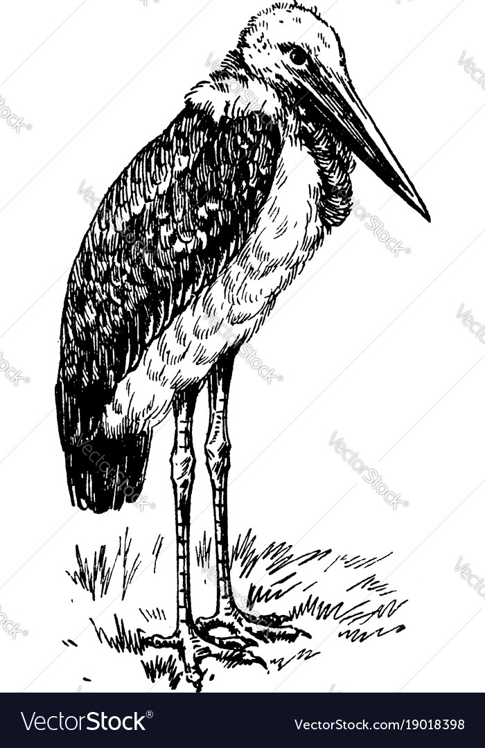 Greater adjutant or ciconiidae vintage engraving