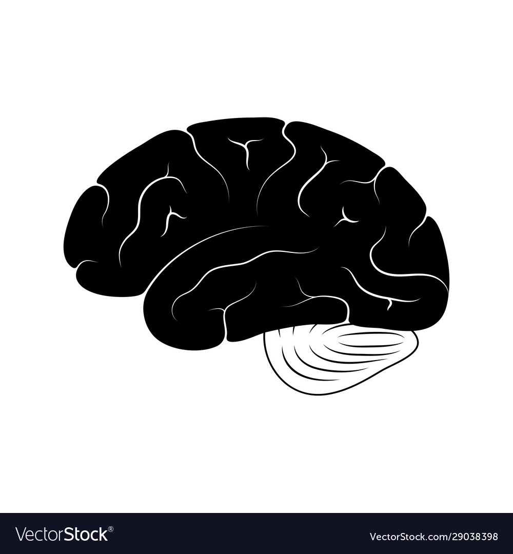 Human Brain Anatomie Lizenzfreies Vektorbild