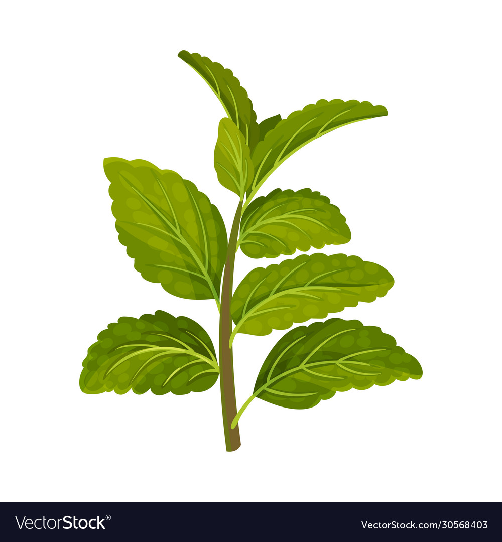 Dark green mint leaves with serrated margins Vector Image