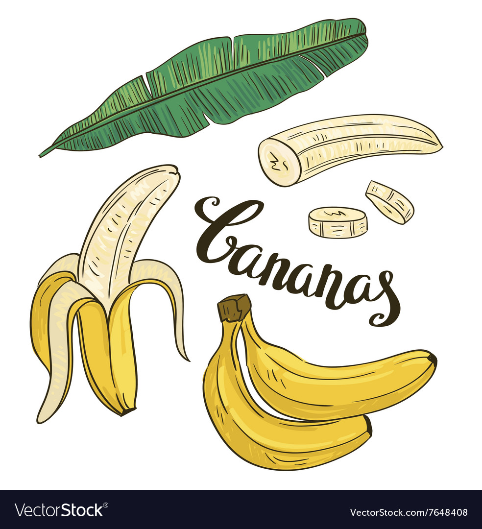 Discover 87+ sketch of banana fruit latest in.eteachers