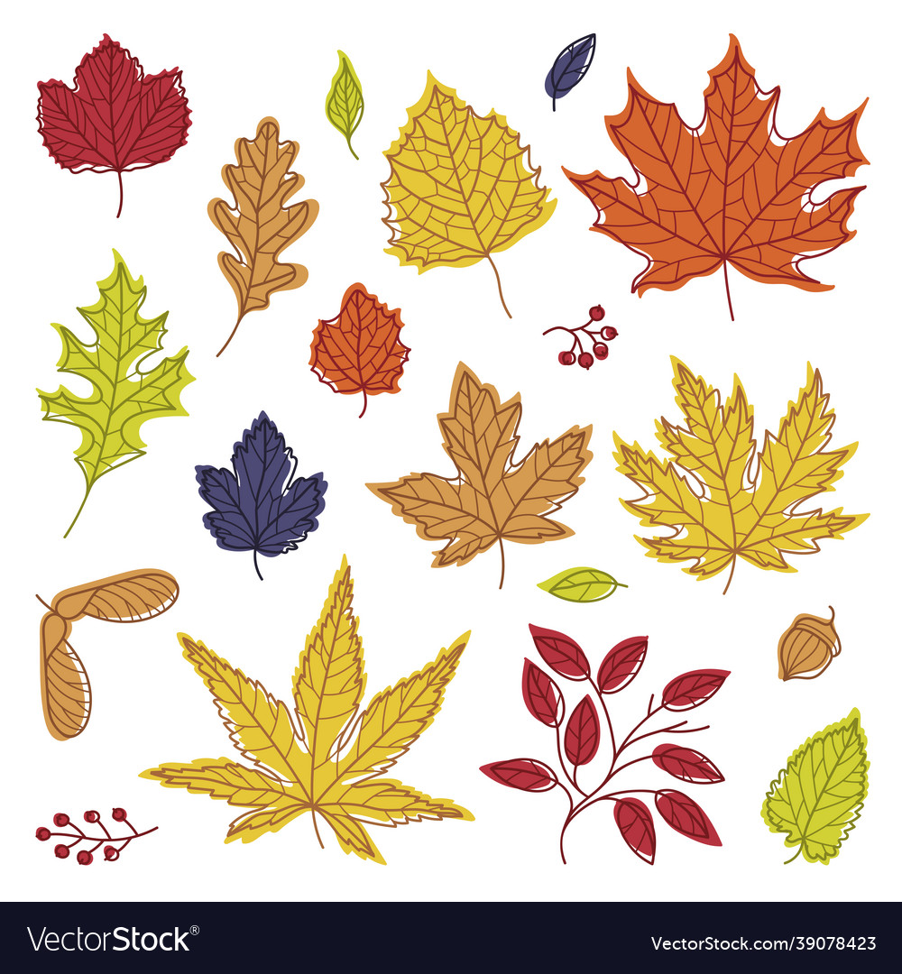 Bright autumn foliage with different leaf color