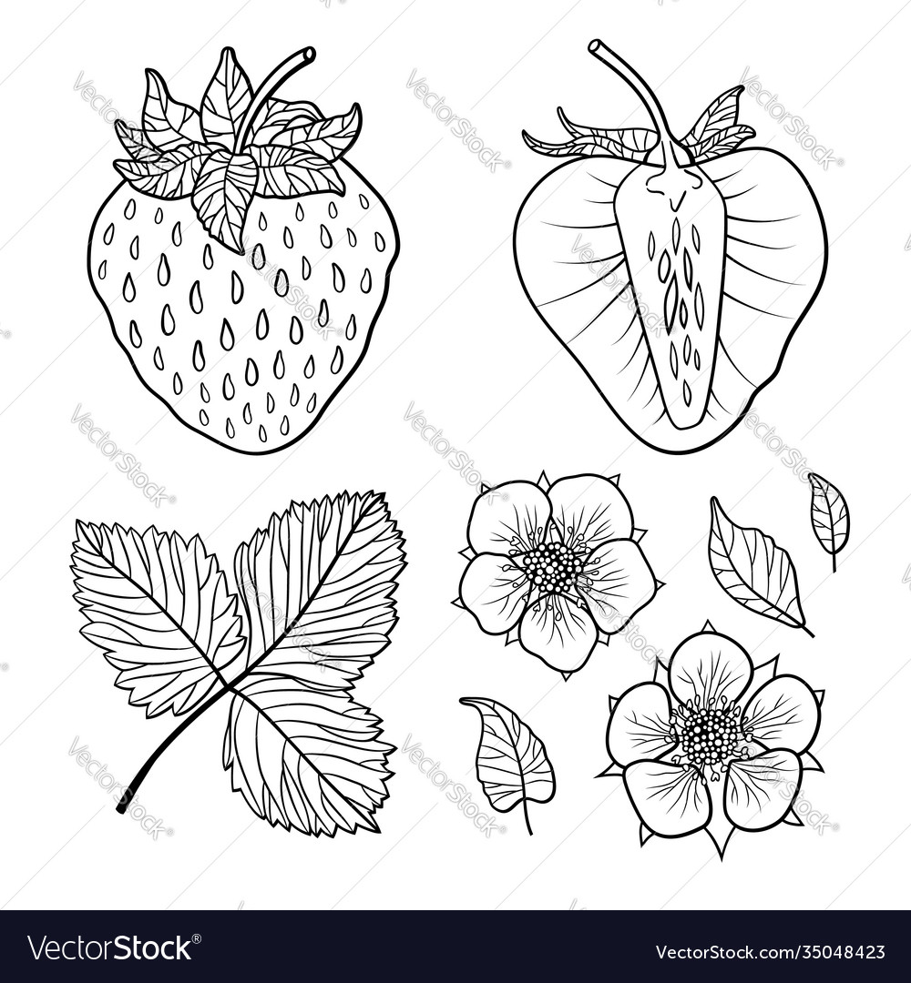 Isolierte Erdbeeren graphisch stilisierte Zeichnung