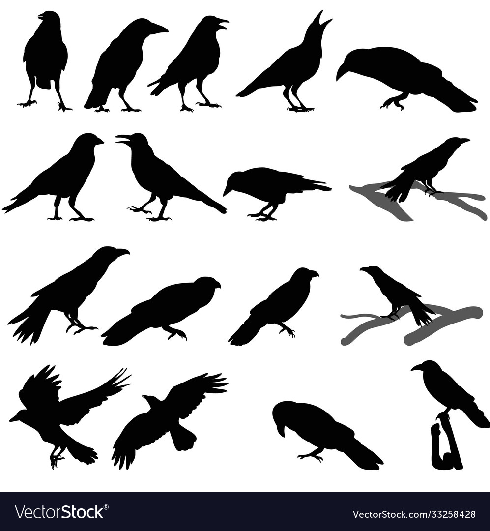 Crow Silhouettes Collection