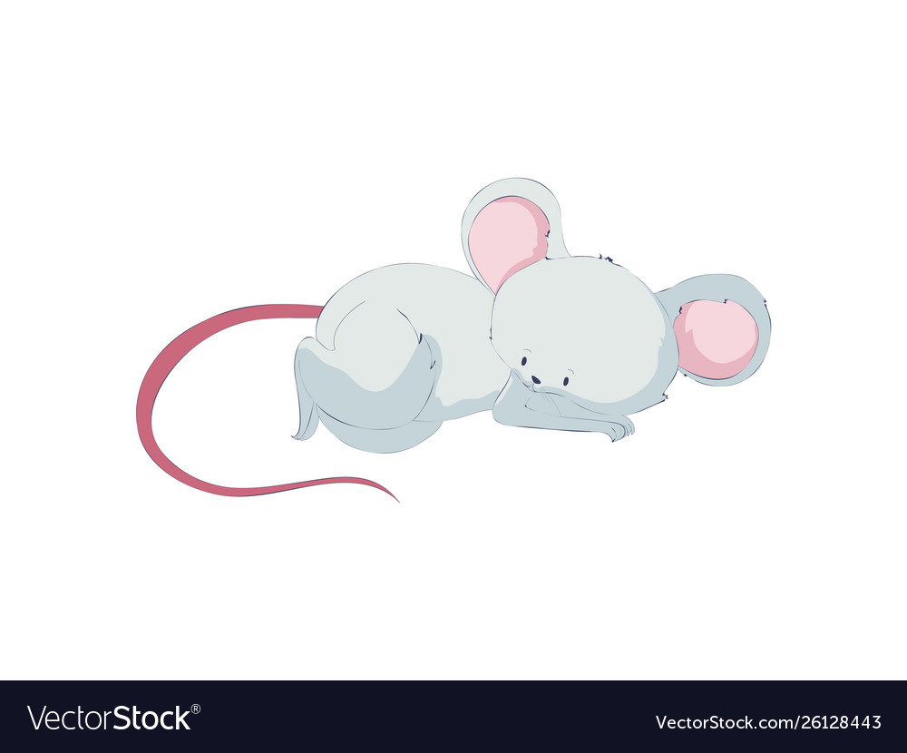 small rat