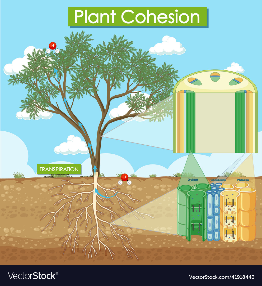 Diagram showing plant cohesion Royalty Free Vector Image