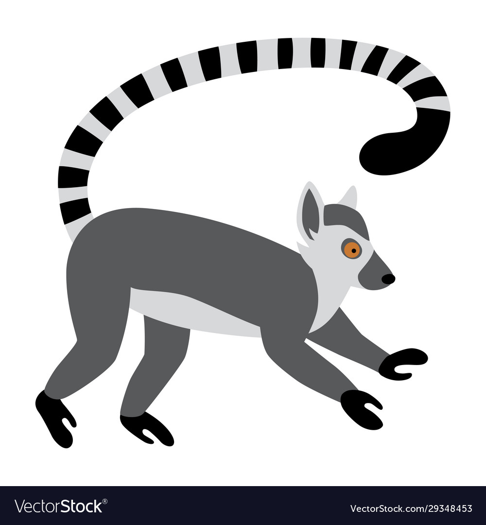 Cute funny ring-tailed lemur exotic lemur catta Vector Image