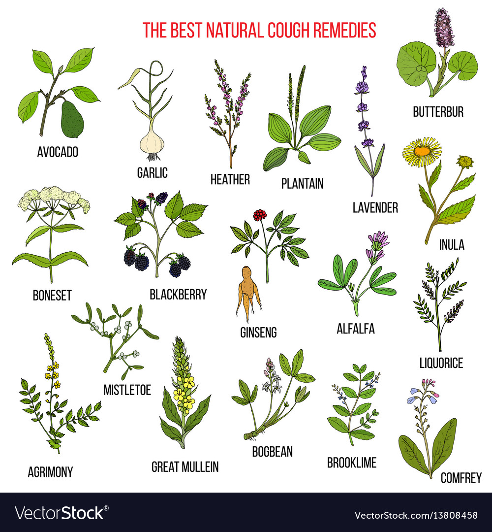 Natural herbs for cough remedies Royalty Free Vector Image