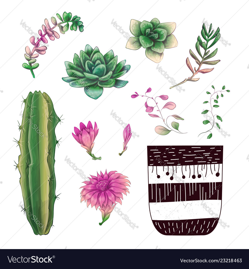 Potted cacti and succulents plants badge Vector Image