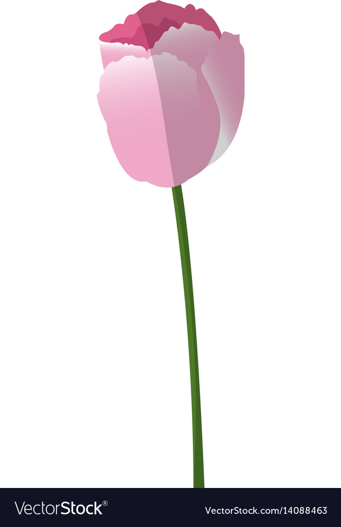 Tulpen Blumen Design