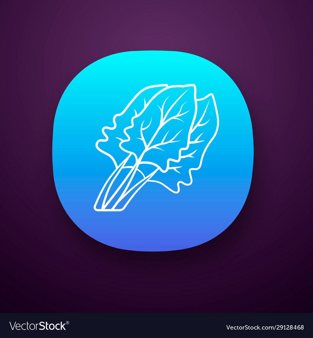 Spinach color app icon vector image Spinach color app icon