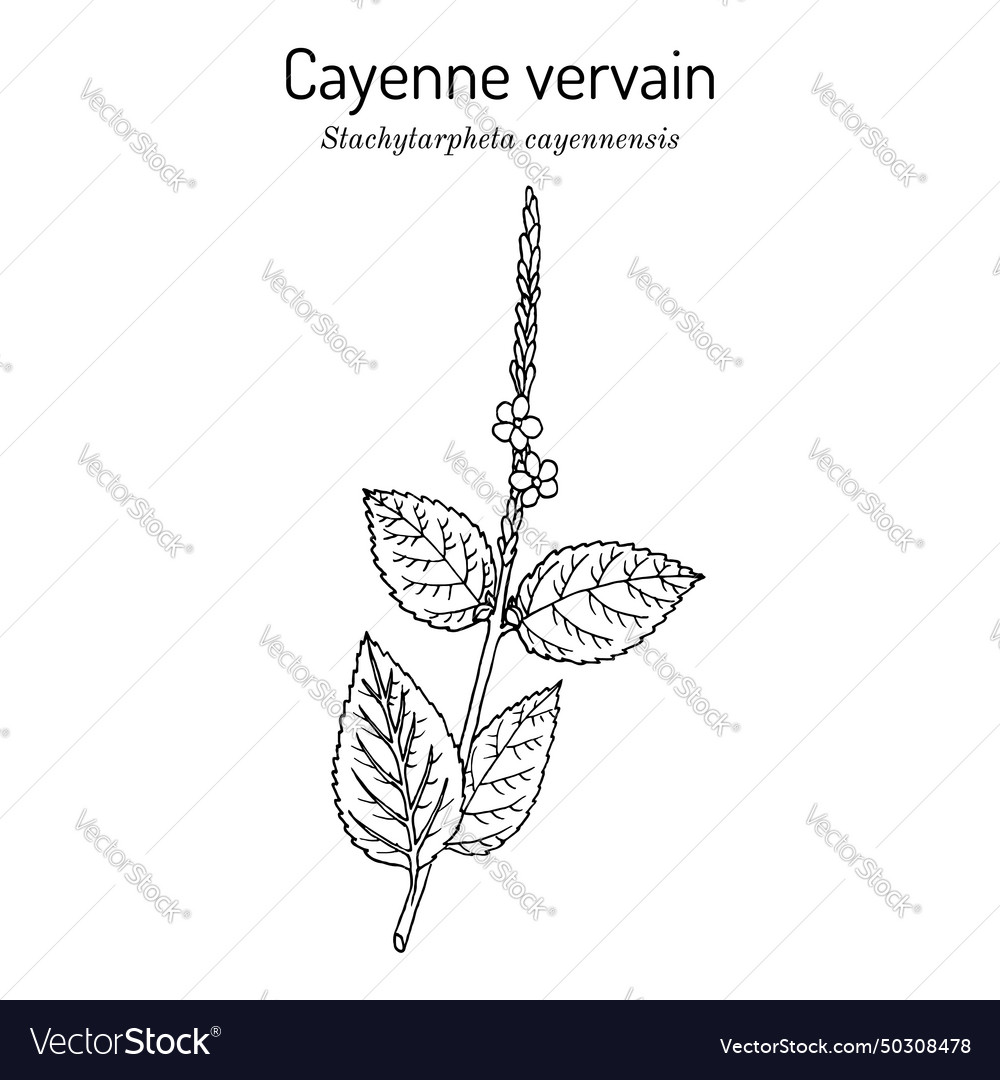 Cayenne snakeweed or false verbena stachytarpheta