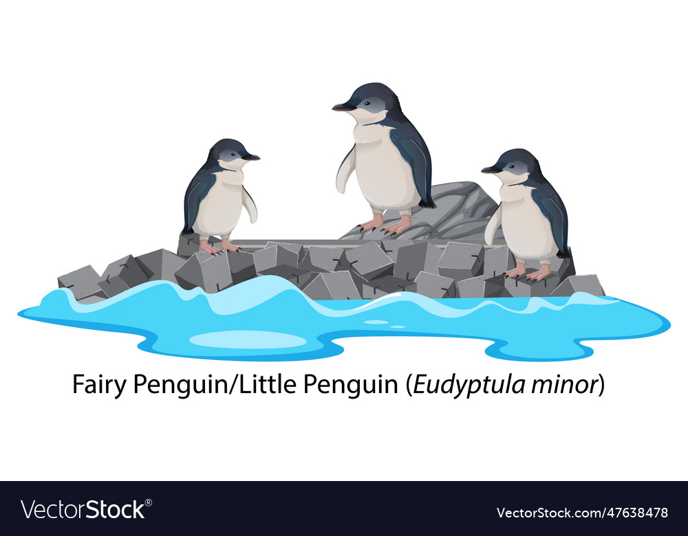 Fairy penguin or little cartoon