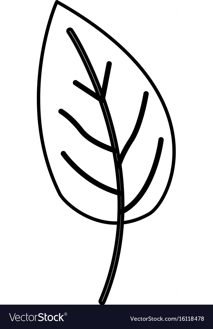 Simple Leaf Outline