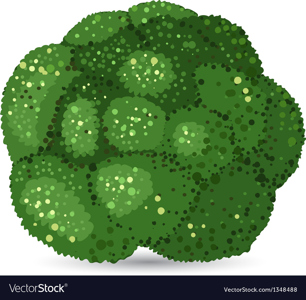 Broccoli