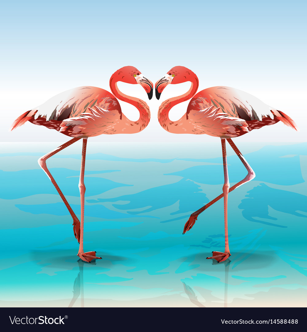 Flamingos in Reflection