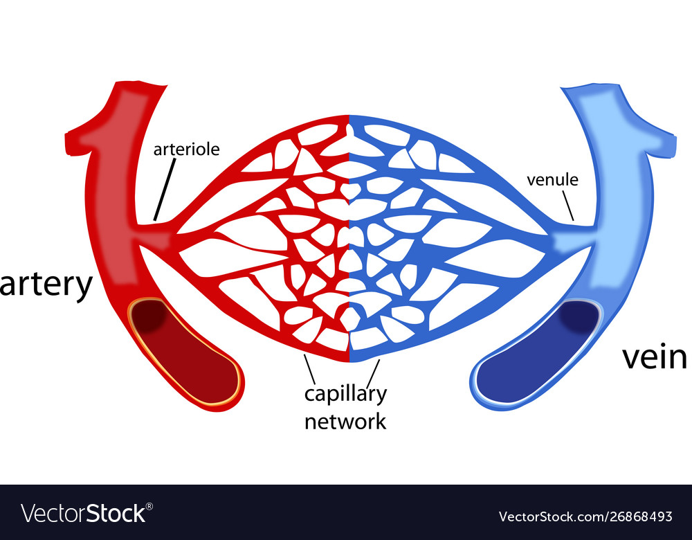 Blood vessels human body capillaries Royalty Free Vector