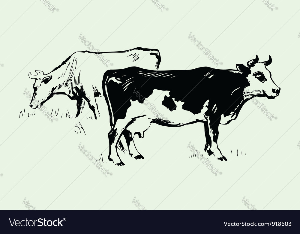 Cows