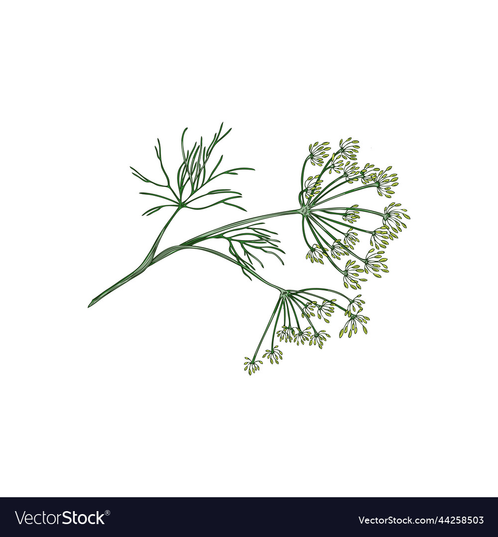 Green single branch of dill plant hand drawn Vector Image