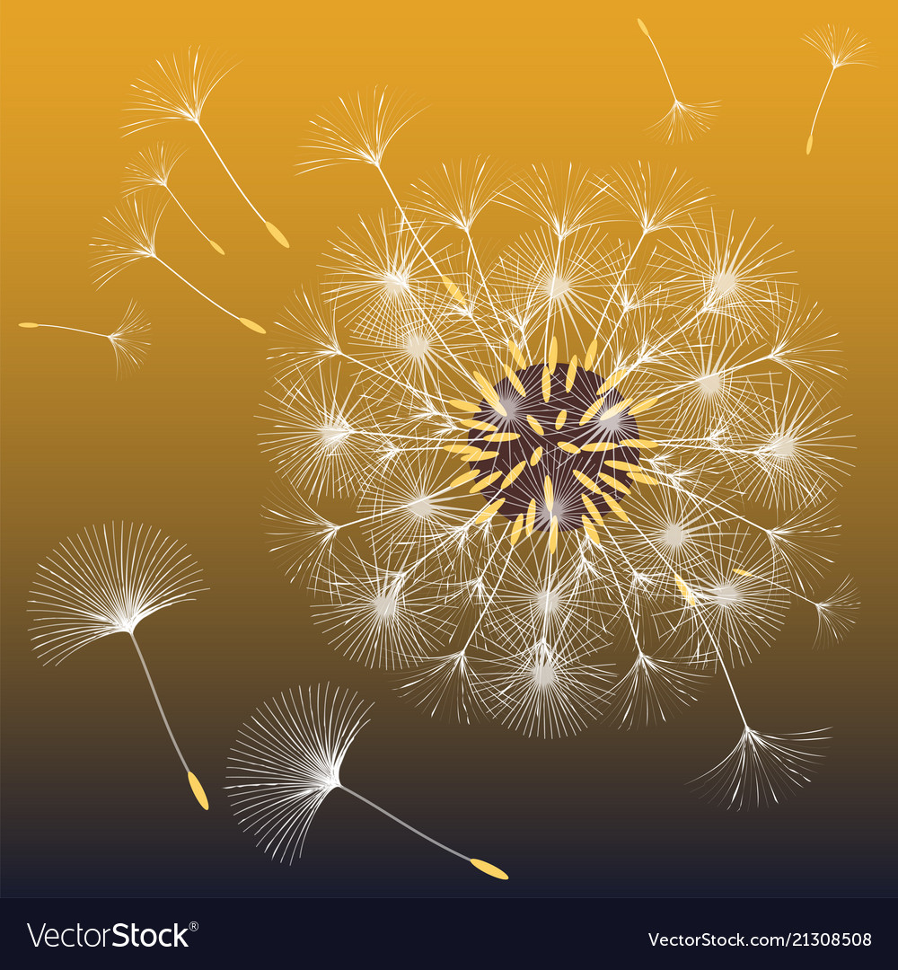 Abstract background of a dandelion for design vector image Abstract background of a dandelion for design