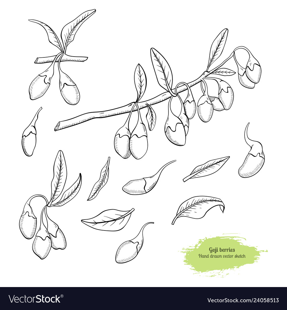 Goji berry hand drawn sketch collection