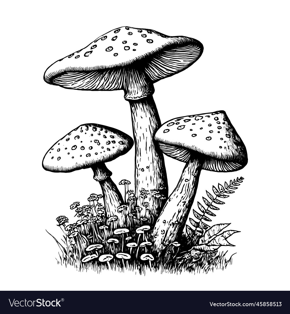 Mushrooms sketch stock