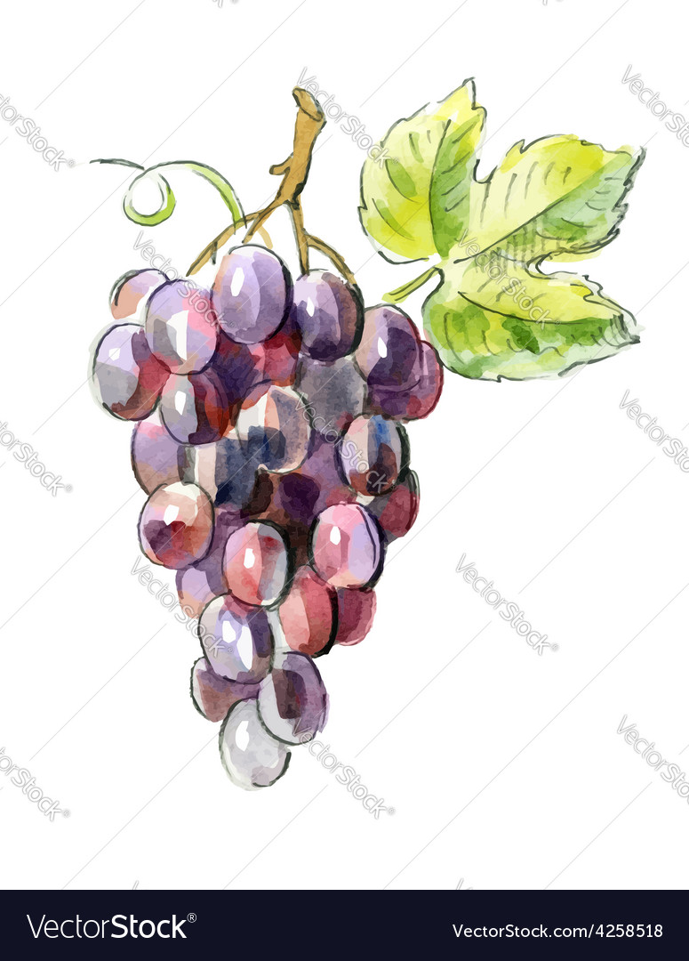 Picture of red grapes