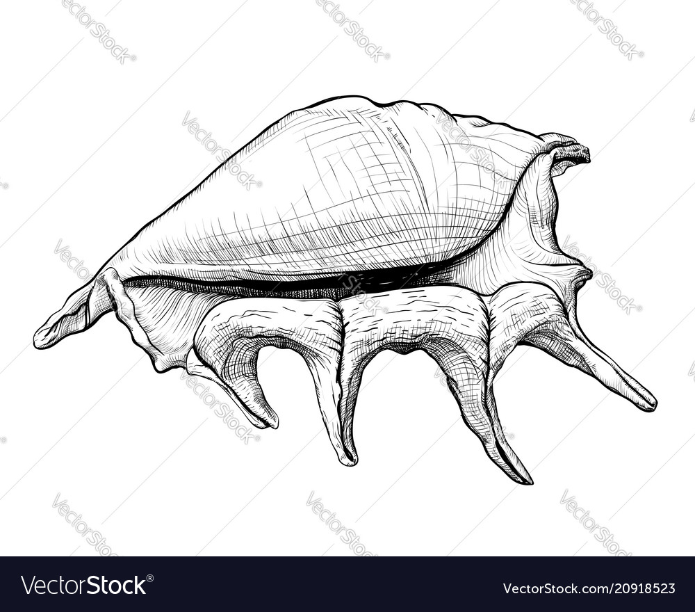 Hand-Drawn Seashell Sketch
