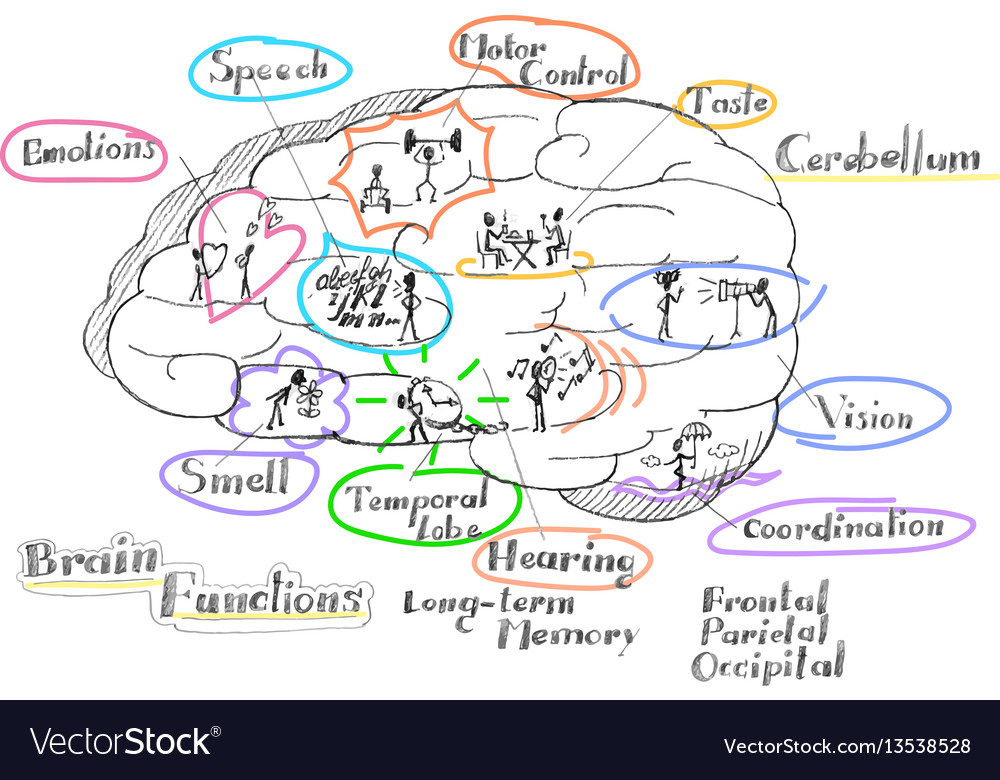 Brain Hemisphere Functions Diagram