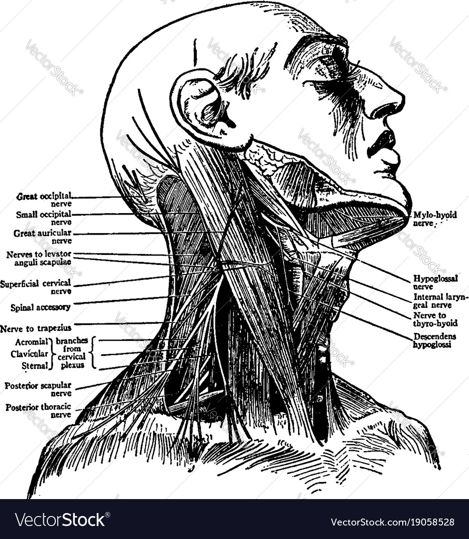 Nerves of the neck vintage