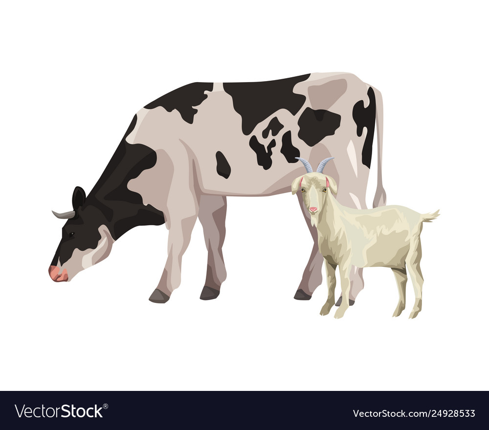 Cow and goat