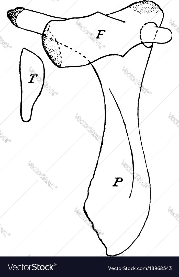 Greenland whale pelvis vintage Royalty Free Vector Image