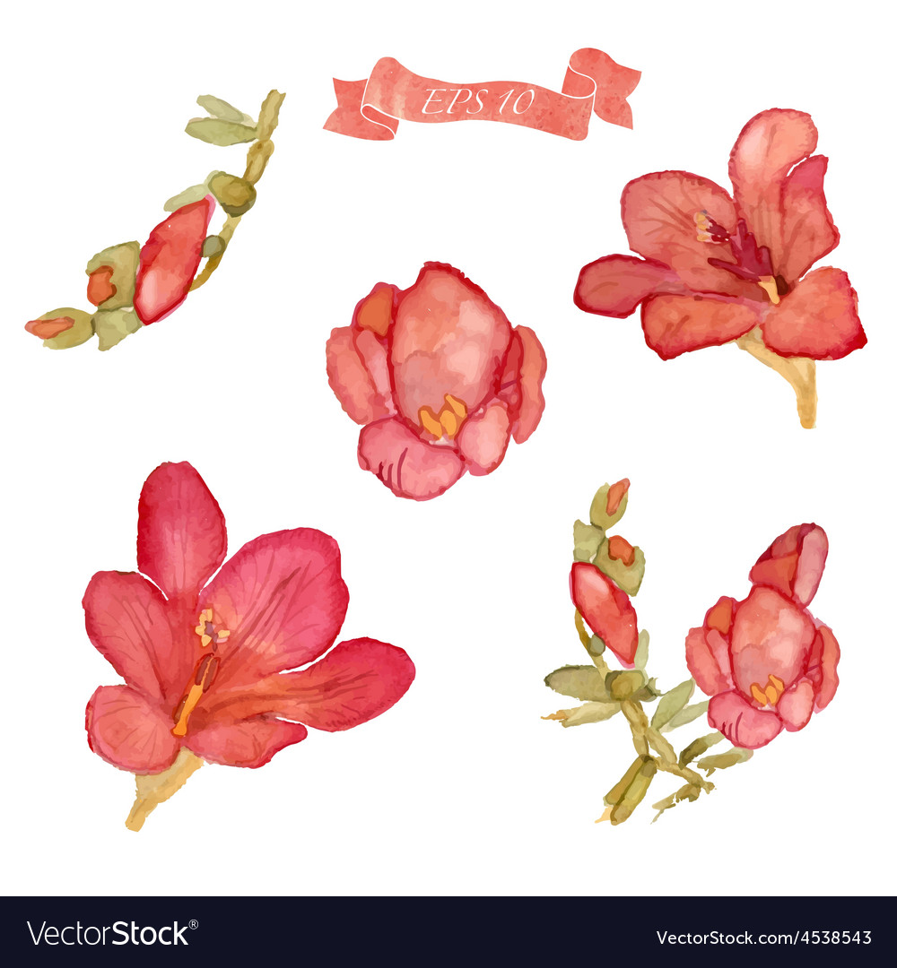 Set Of Watercolor Floral Elements Royalty Free Vector Image