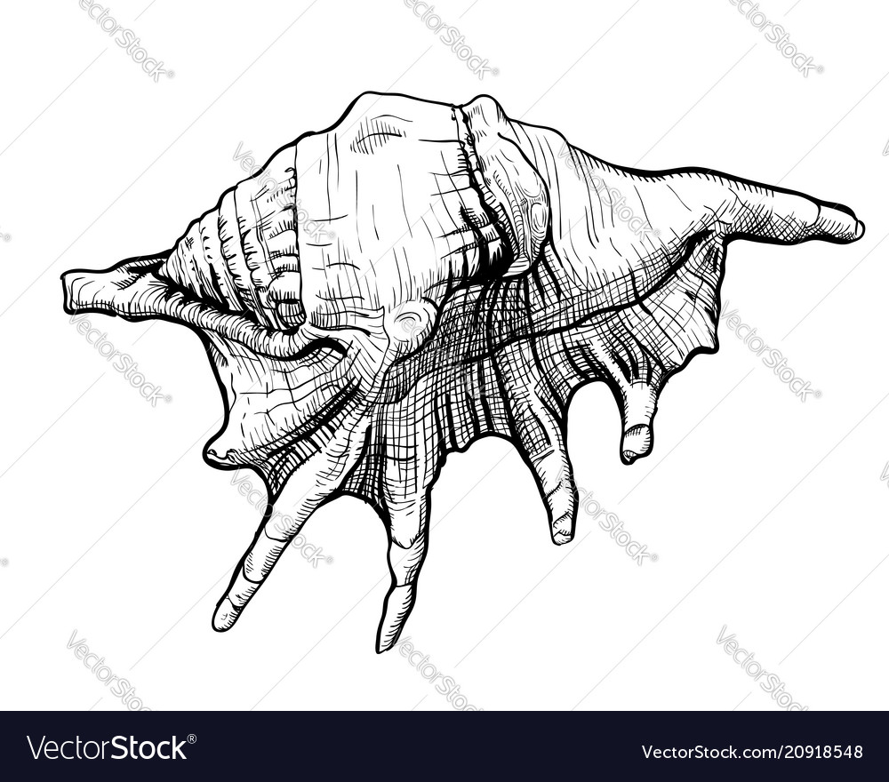 Hand Drawn Seashell Sketch