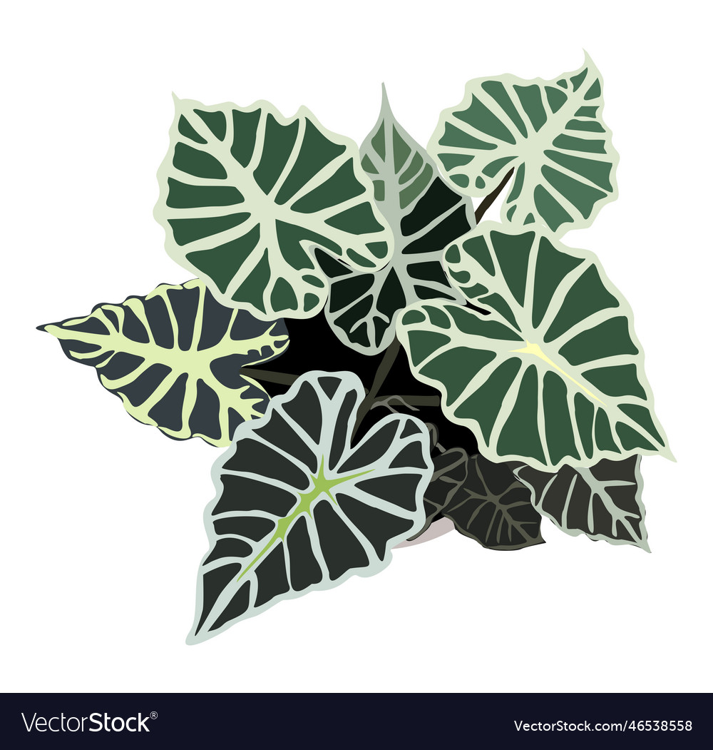 Alocasia house plant top view isolated Royalty Free Vector