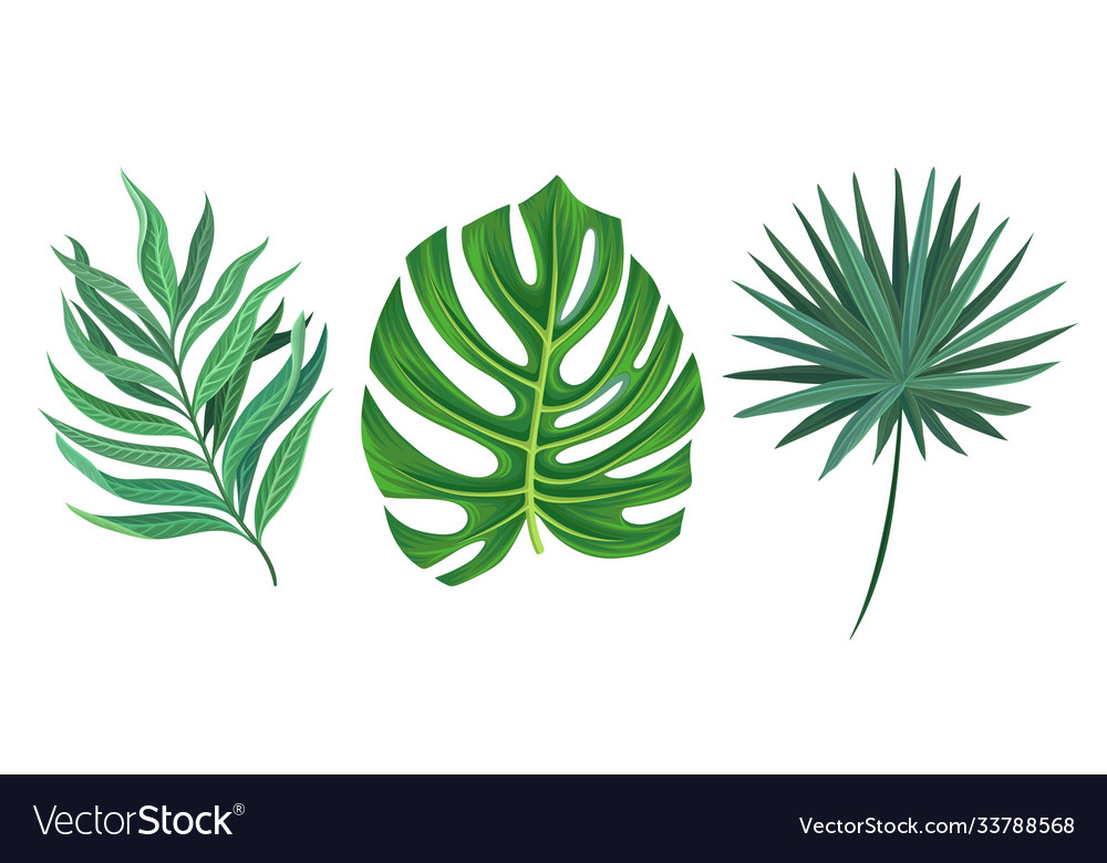 Green tropical leaves as exotic flora set