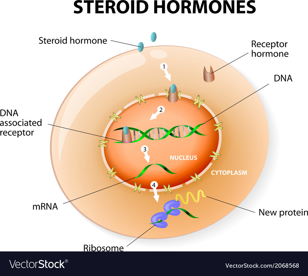 steroid-hormones-royalty-free-vector-image-vectorstock