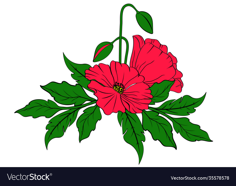 Red poppies on white background with space