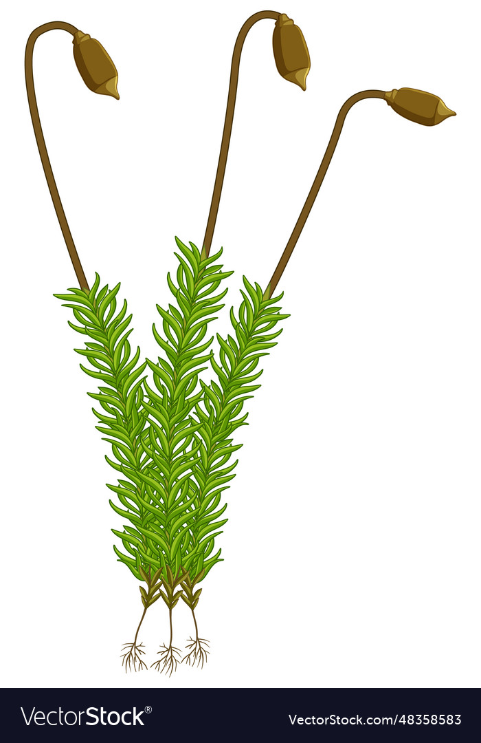 Isolated moss plant on white background Royalty Free Vector