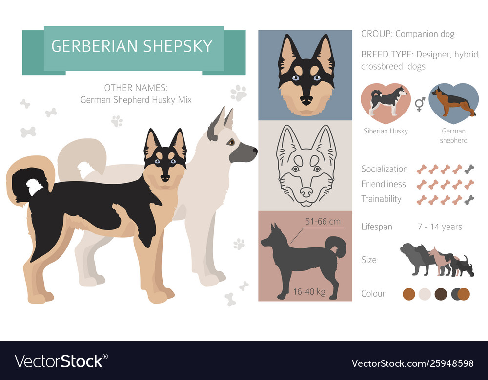 Designer crossbreed hybrid mix dogs collection Vector Image