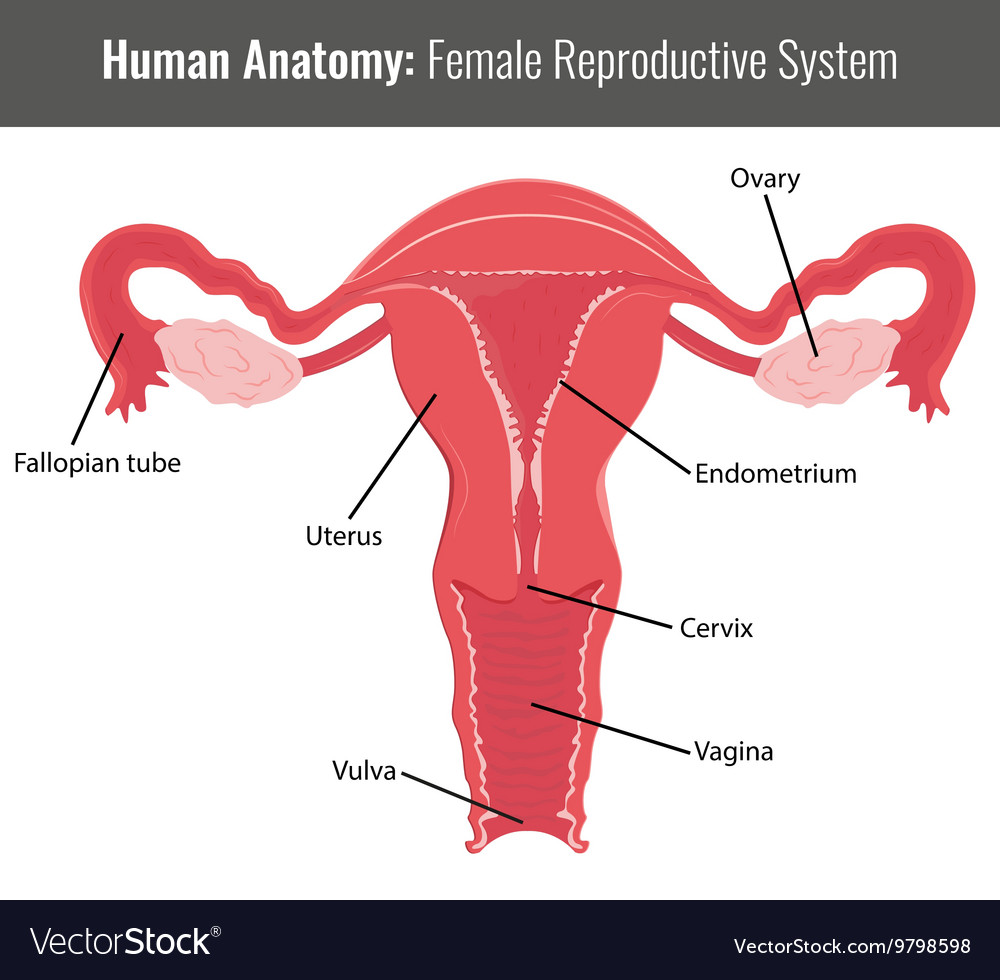 Female Reproductive System Detailed Anatomy Vector Image 4417