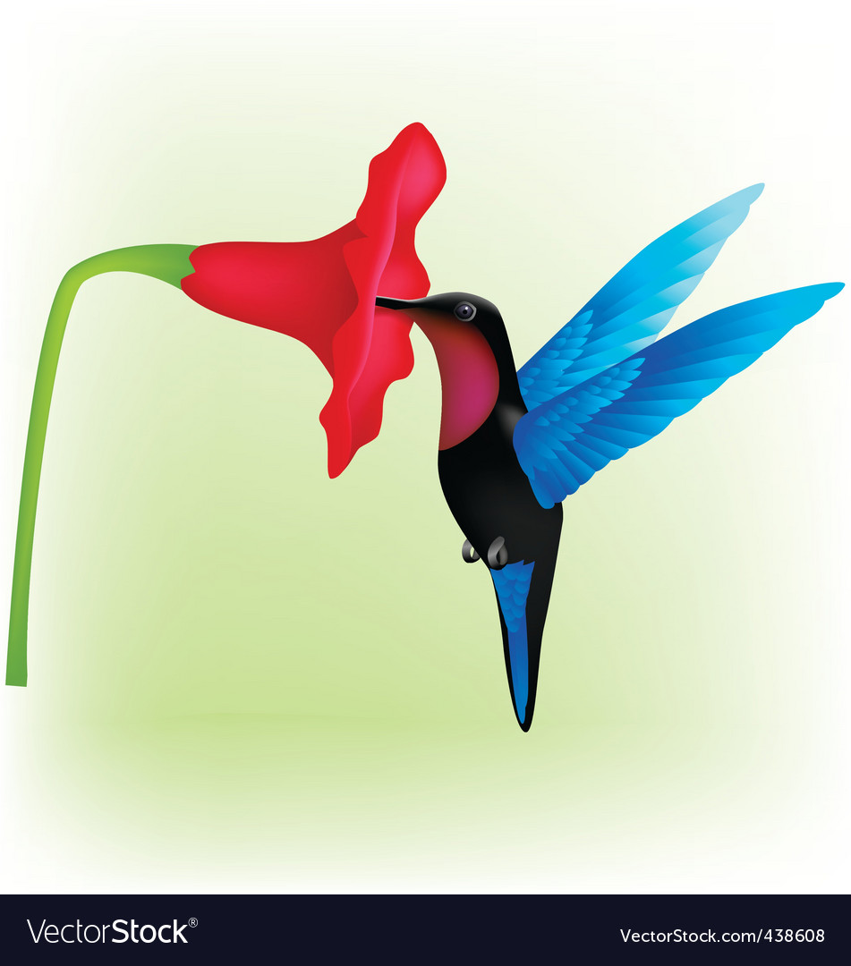 Hummingbird Royalty Free Vector Image - VectorStock