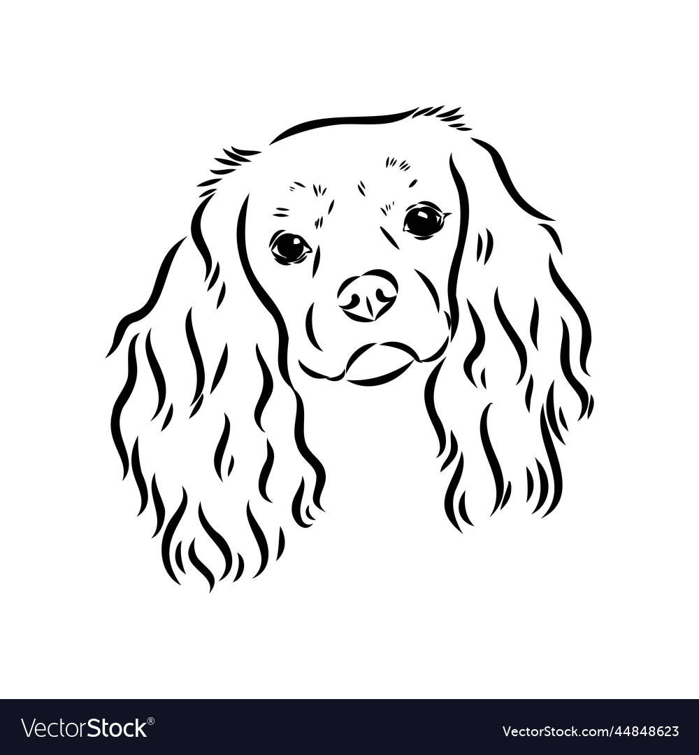 Cavalier king charles dog image silhouette Vector Image