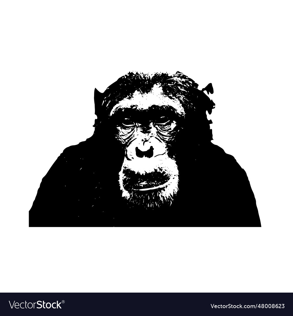 Monkey isolated on background image