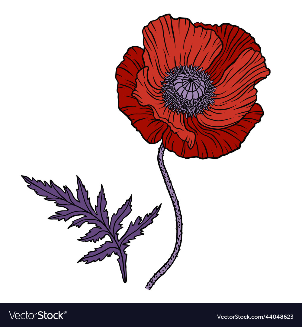 Red poppy flower papaver stem and leaf elements vector image Red poppy flower papaver stem and leaf elements