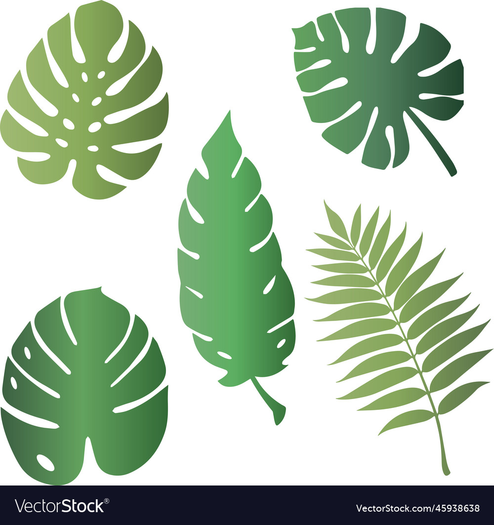 Tropical leaves palm leaves set leaves svg vect Vector Image