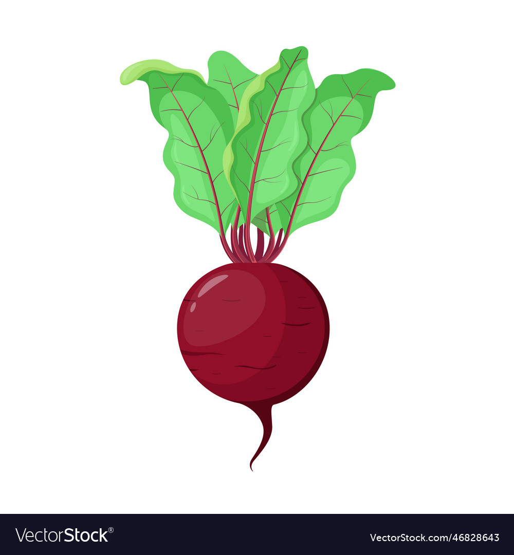 Ripe beetroot