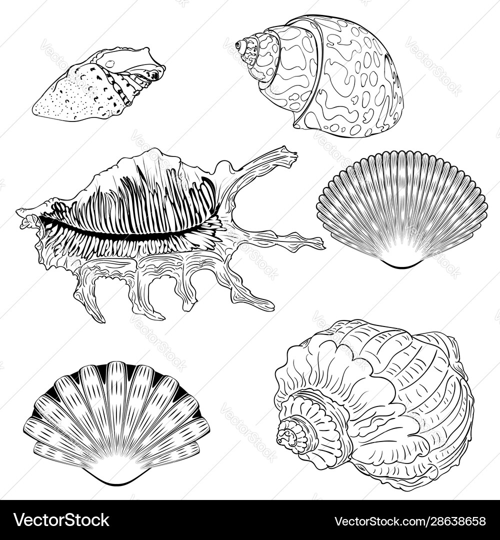 Decorative seashell set Royalty Free Vector Image